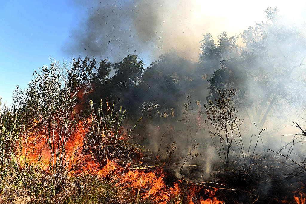 Fires burn in the Paraná Delta, Argentina. © Sebastian Suarez Meccia / Greenpeace