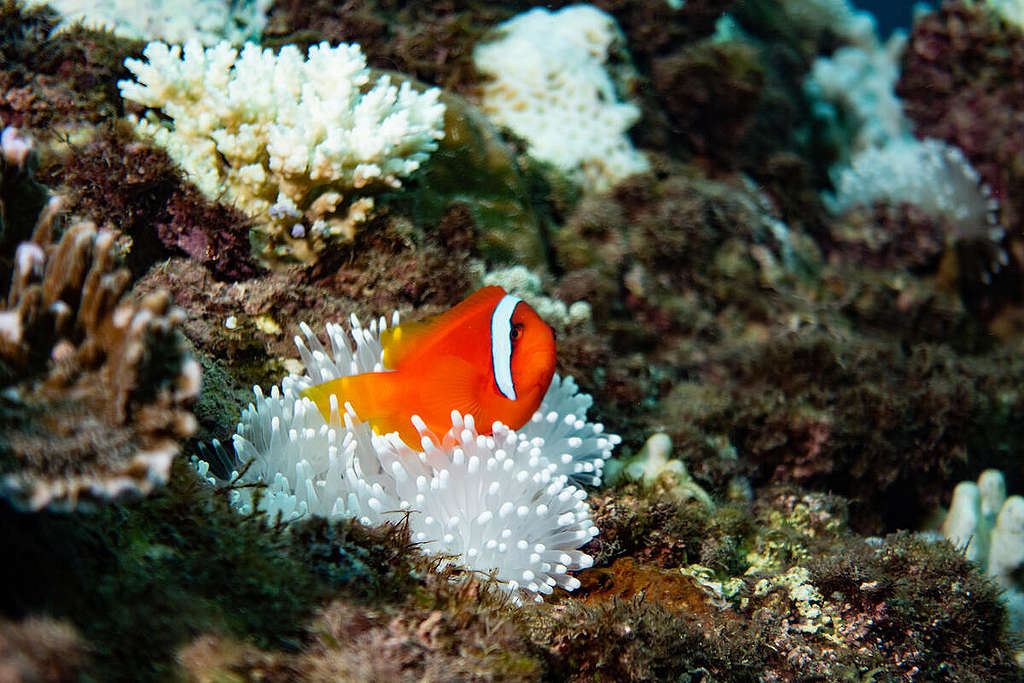 Coral Bleaching Investigation in South Taiwan. © Yves Chiu / Greenpeace