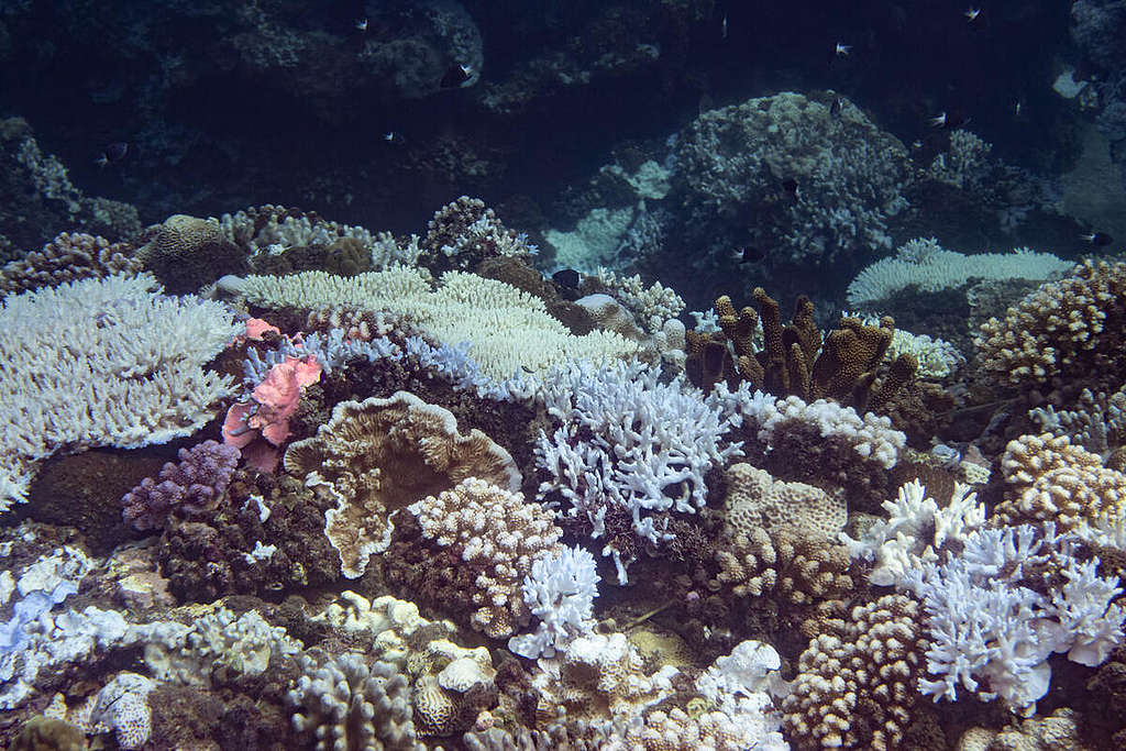 Coral Bleaching Investigation in South Taiwan. © Yves Chiu / Greenpeace