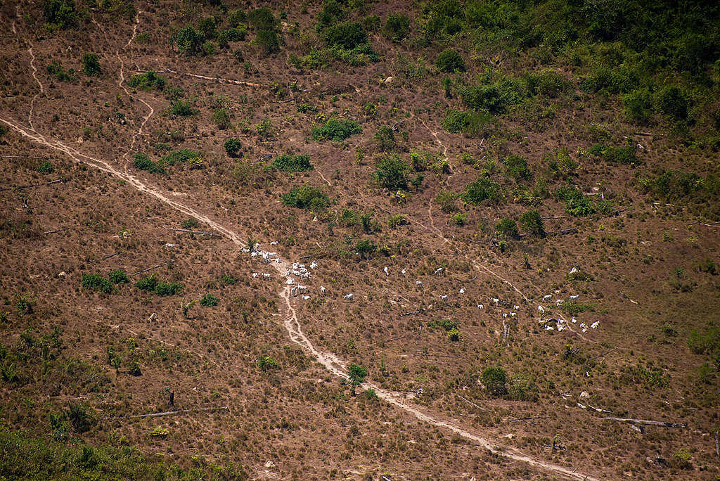 Cattle found on deforested land © Christian Braga / Greenpeace