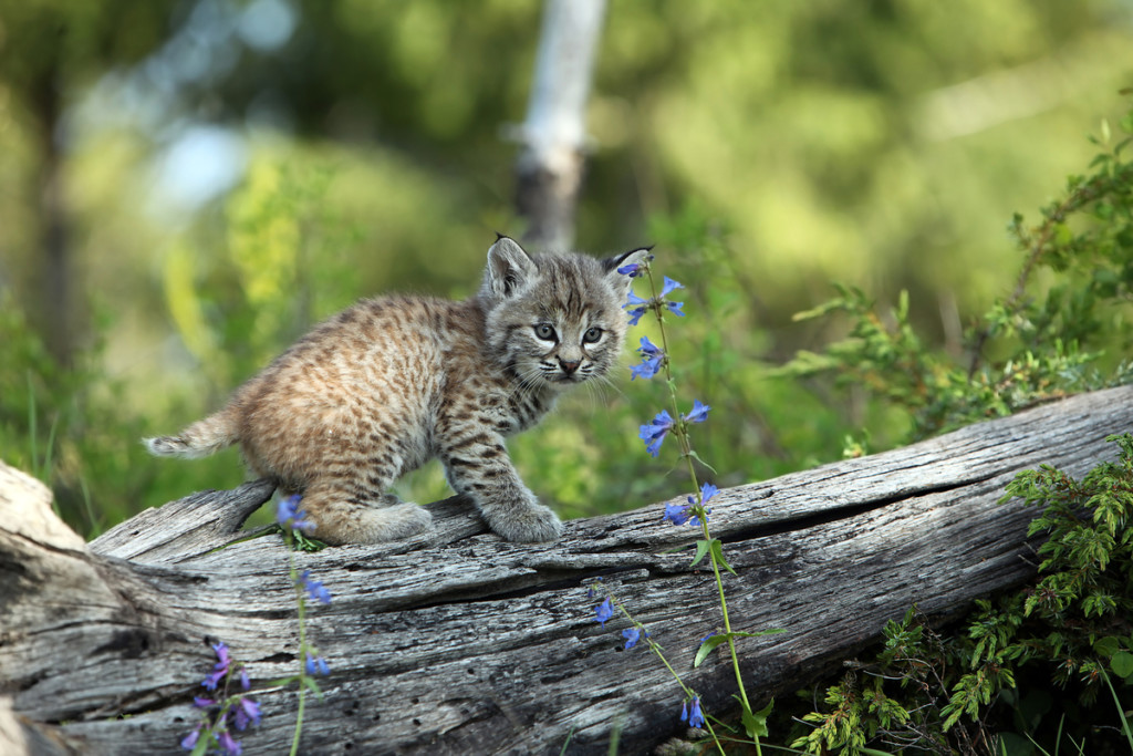 Lynx Kitten in Canadian Boreal Forest Lynx Kitten in Canadian Boreal Forest