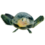 Deep sea fish Deep sea fish