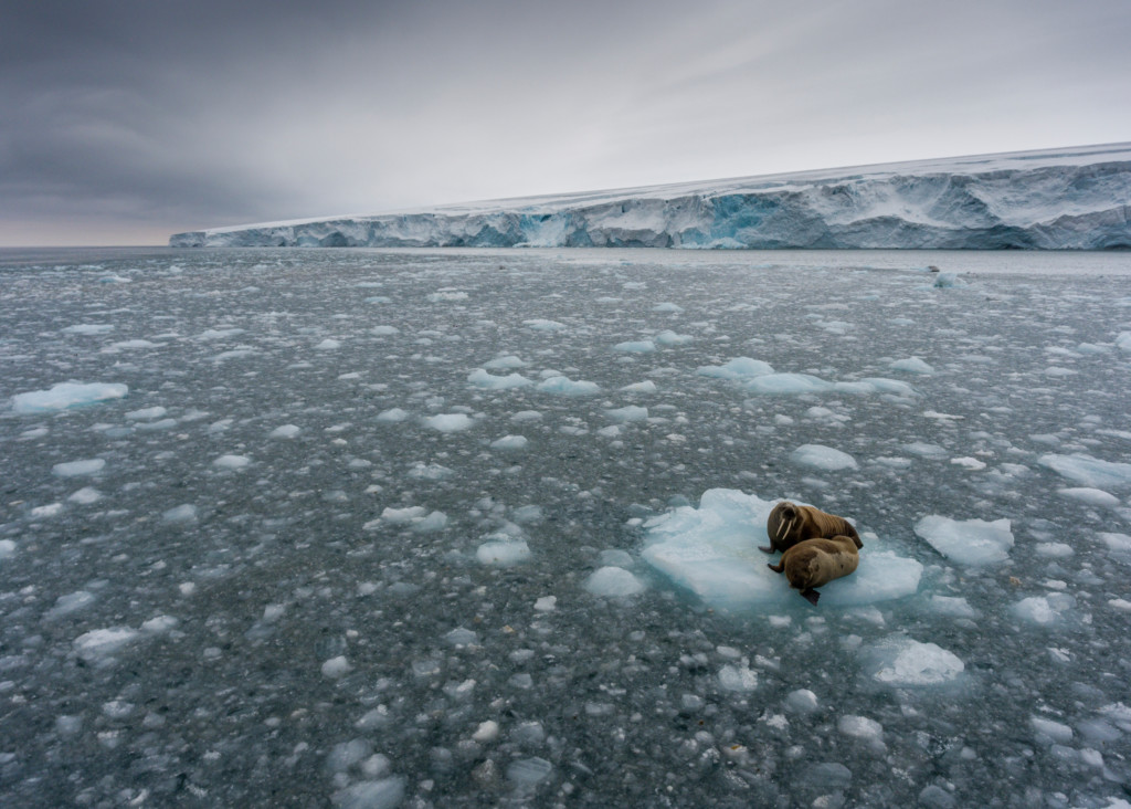 Morsas flotando en un pedazo de hielo © Christian Åslund / Greenpeace