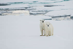 Osos polares en el Ãrtico Â© Daniel BeltrÃ¡ / Greenpeace