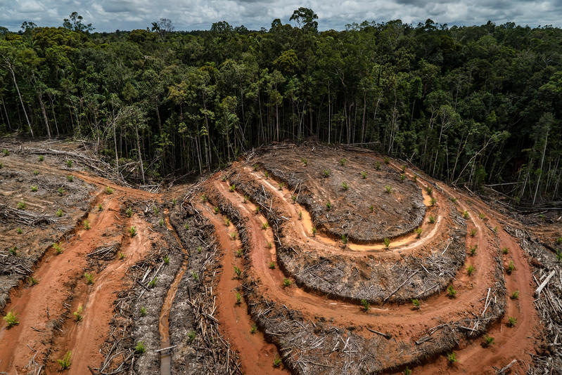 Deforestación De Arboles