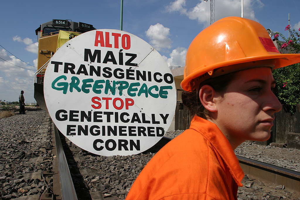 Activistas protestando en contra del maíz transgénico Activistas protestando en contra del maíz transgénico