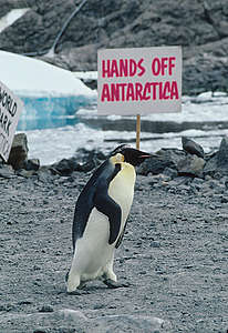 Emperor Penguin at Dumont D'Urville