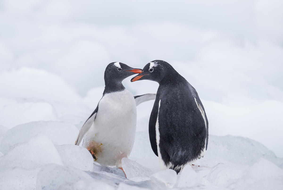 2019-calendar-greenpeace-new-zealand