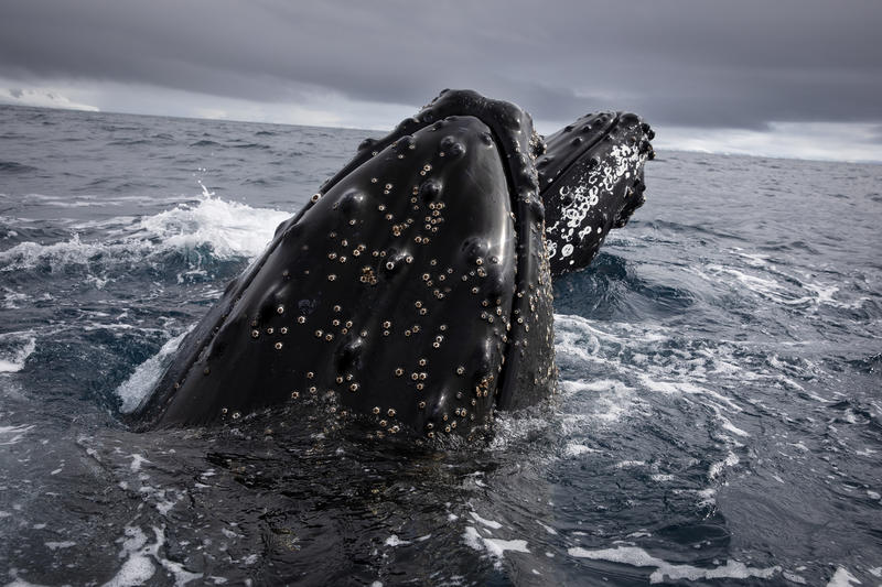 Humpback whales, Greenpeace, Global Ocean treaty, Antarctic