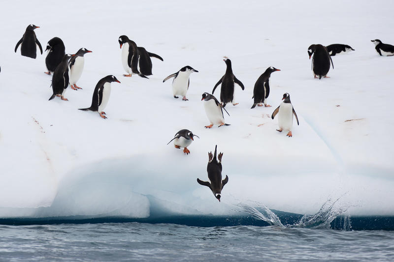 Antarctic, gentoo penguins, pole to pole, Global Ocean Treaty, Half Moon Island