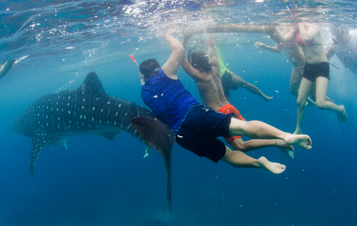 Ssnp Statement Against Feeding Whale Sharks In Lila Bohol