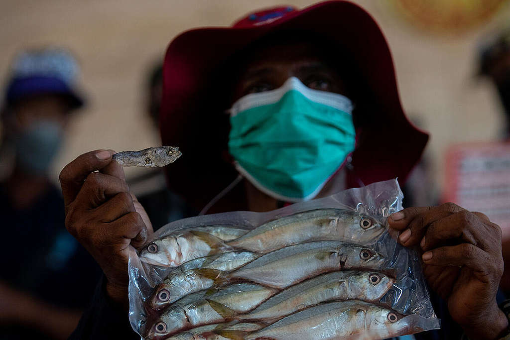 Thai mackerel today is not as abundant and cheap as before. An activist holds up an example of the Thai mackerel juvenile fish. © Chanklang Kanthong / Greenpeace