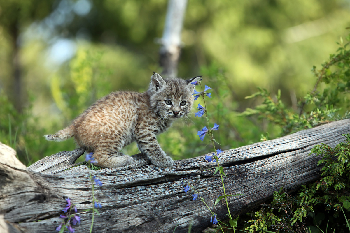 Lynx Kitten in Canadian Boreal Forest