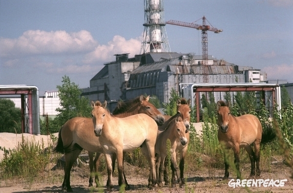 Wild horses in Pripyat.  © Vaclav Vasku / Greenpeace