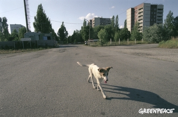 Stray dog ​​in Pripyat.  © Vaclav Vasku / Greenpeace