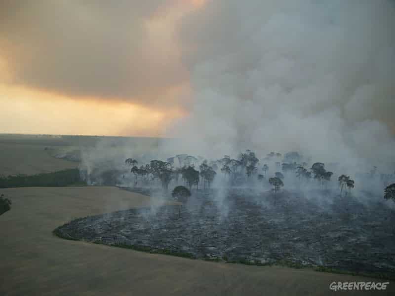 Amazonas Bundesstaat Para Abkommen Soll Illegale Abholzung Stoppen Greenpeace