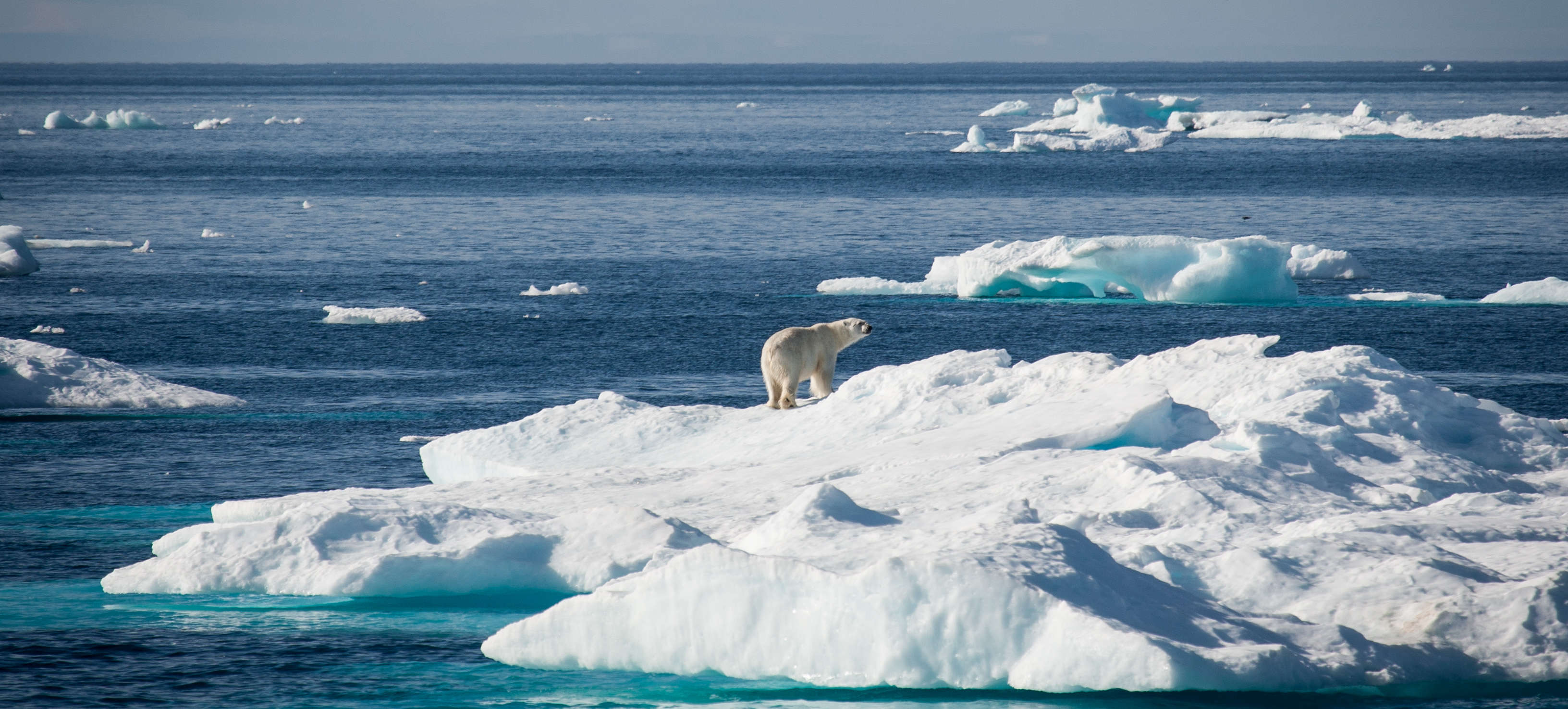 arctique photo