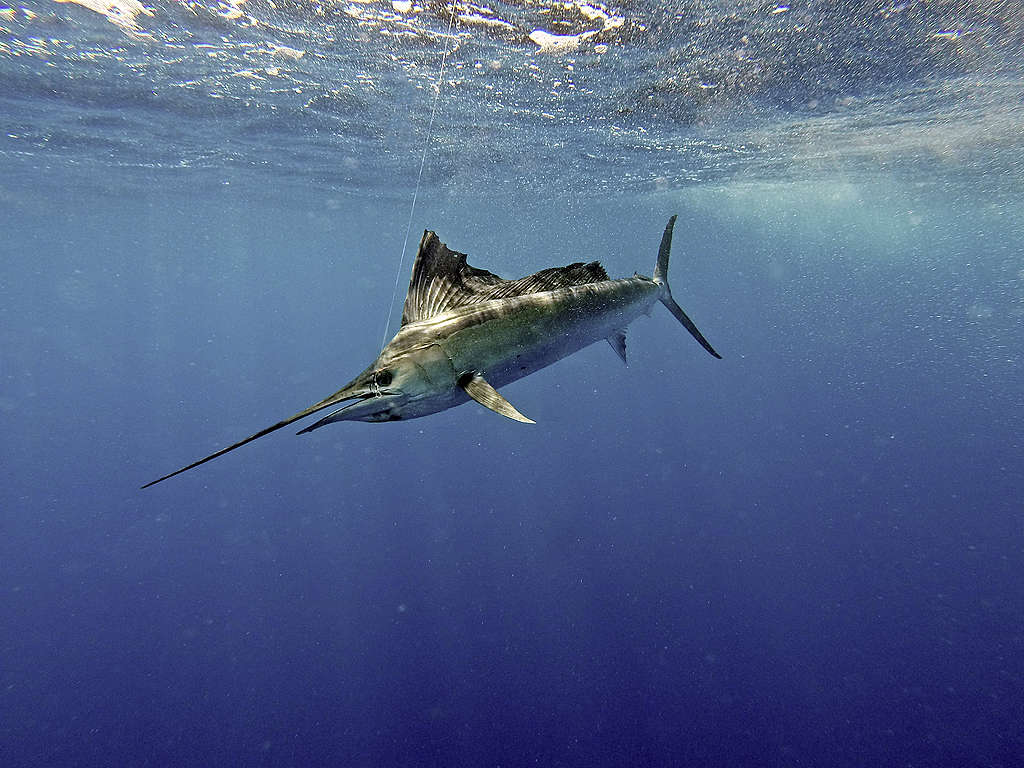 海底奇觀各種海洋生物之最 Greenpeace 綠色和平 臺灣