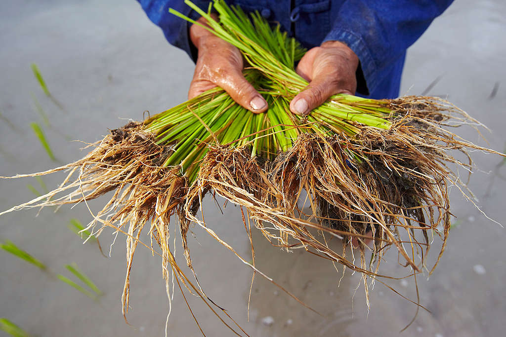 Organic Rice Art at Ratchaburi in Thailand  Greenpeace  Athit Perawongmetha