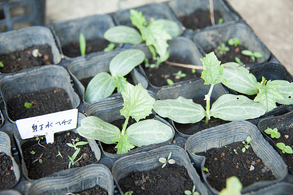 A Seedling for Ecological Farm in Japan  Kayo Sawaguchi  Greenpeace