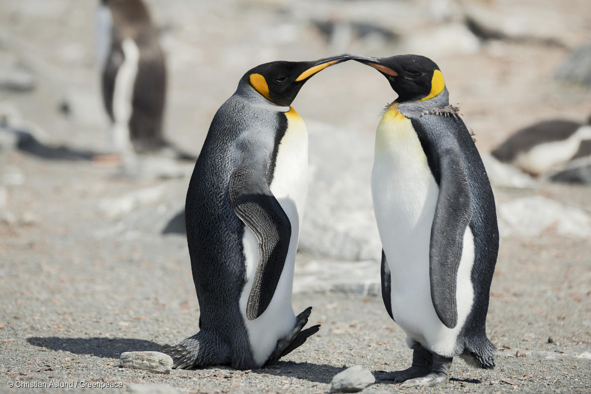 King Penguins in Antarctica