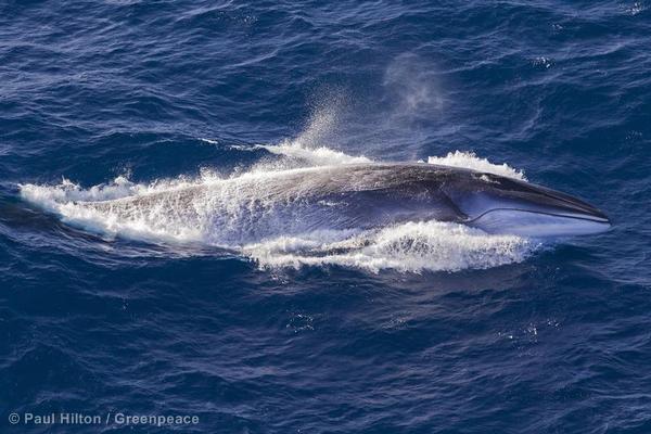 Minke Whale in the Indian Ocean