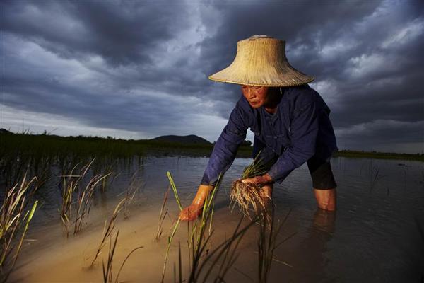 Organic Rice Art Ratchaburi