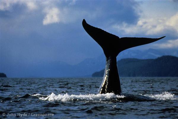 Humpback Whale, Alaska, USA