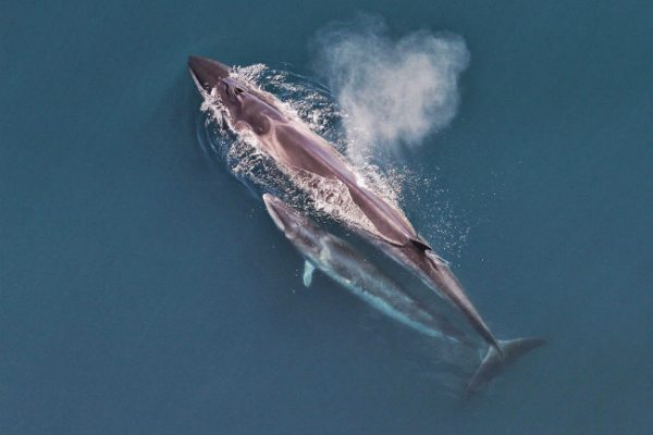 Sei whale mother and calf seen from the air