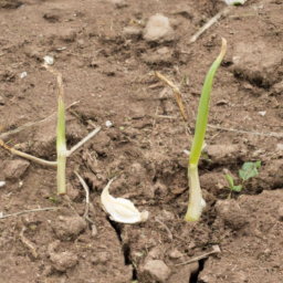 Growing Garlic in Containers: Urban Gardening Tips