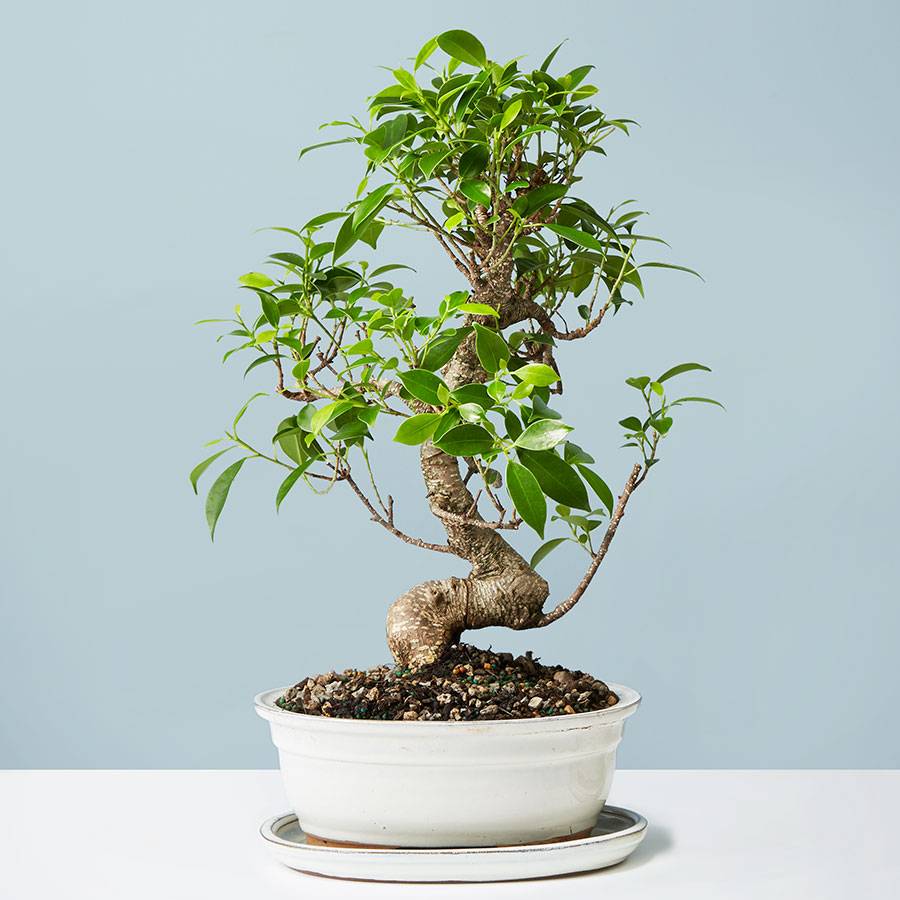 Golden Gate Ficus Bonsai