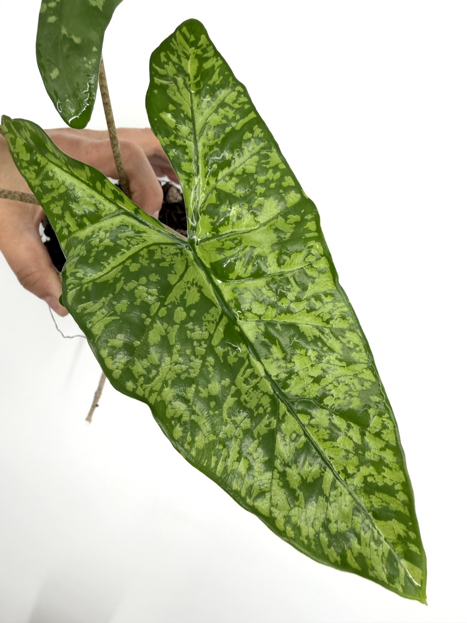 Alocasia Shattered Glass CORM ($45) from @MildToWildStudio