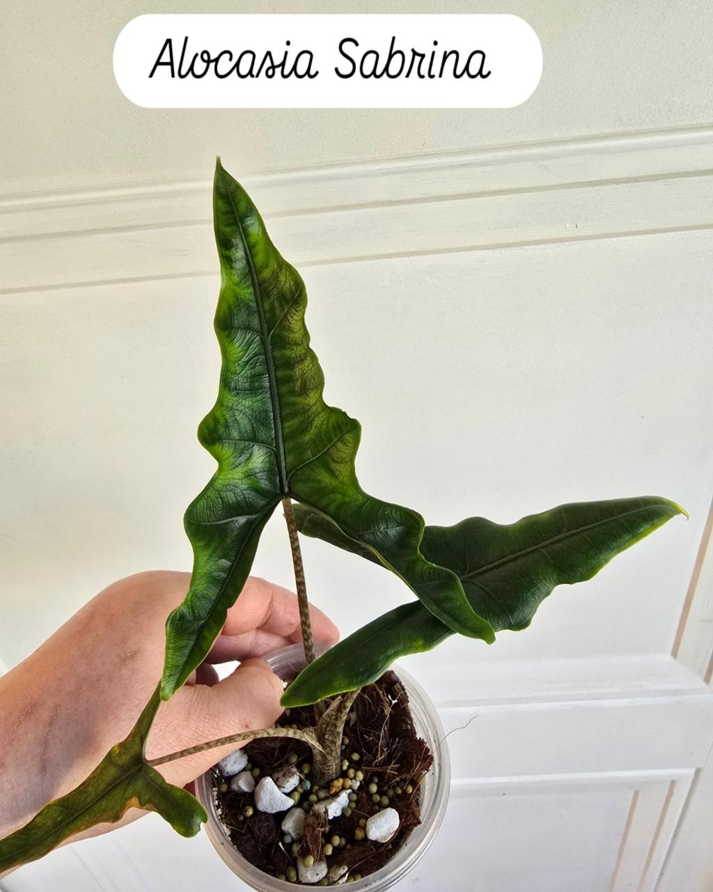 Alocasia Dragon Glass (Pink Dragon x Shattered Glass) - small corm