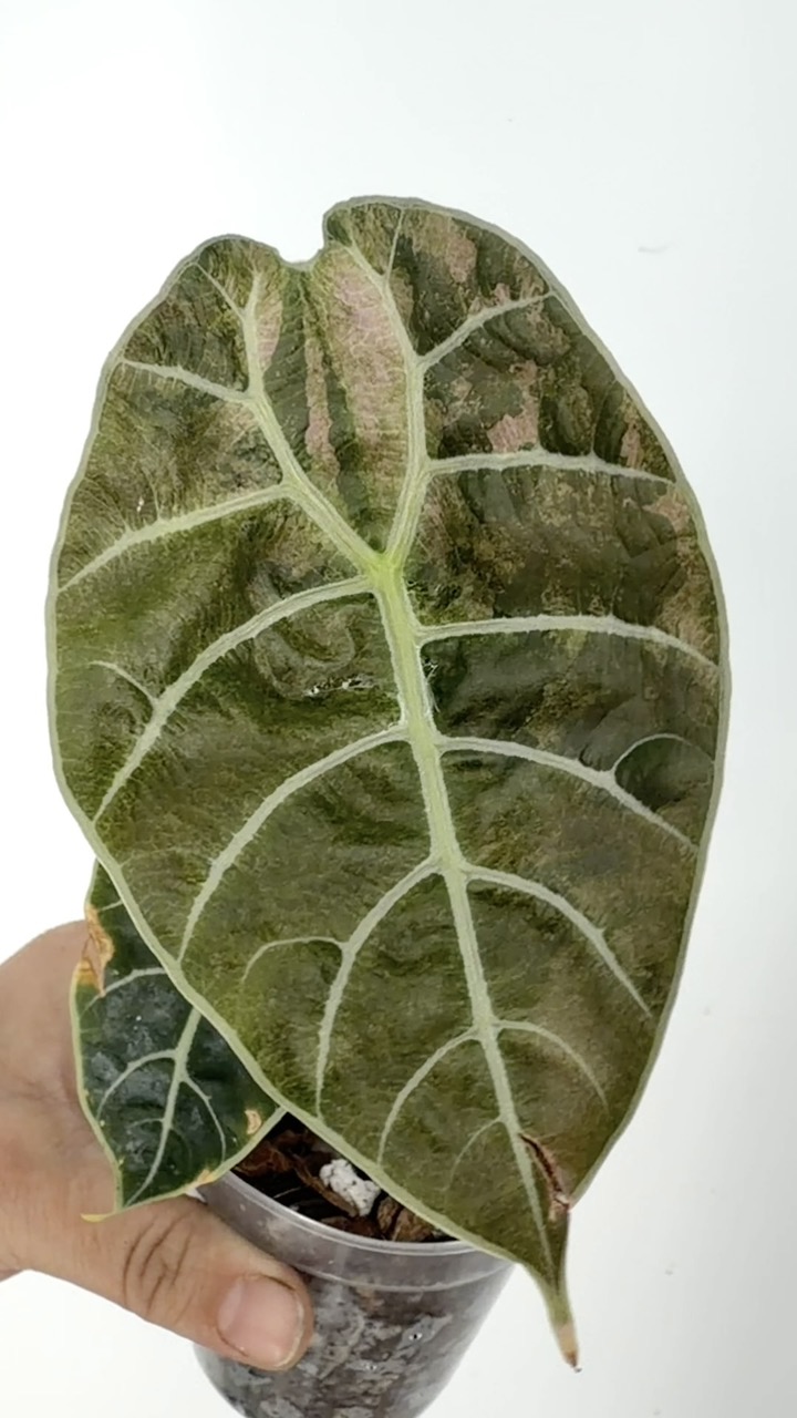 Alocasia Shattered Glass CORM ($45) from @MildToWildStudio