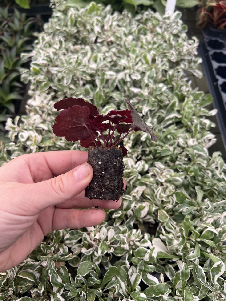 Anthurium red vein dark phoenix X sweetheart 4” pot growers choice