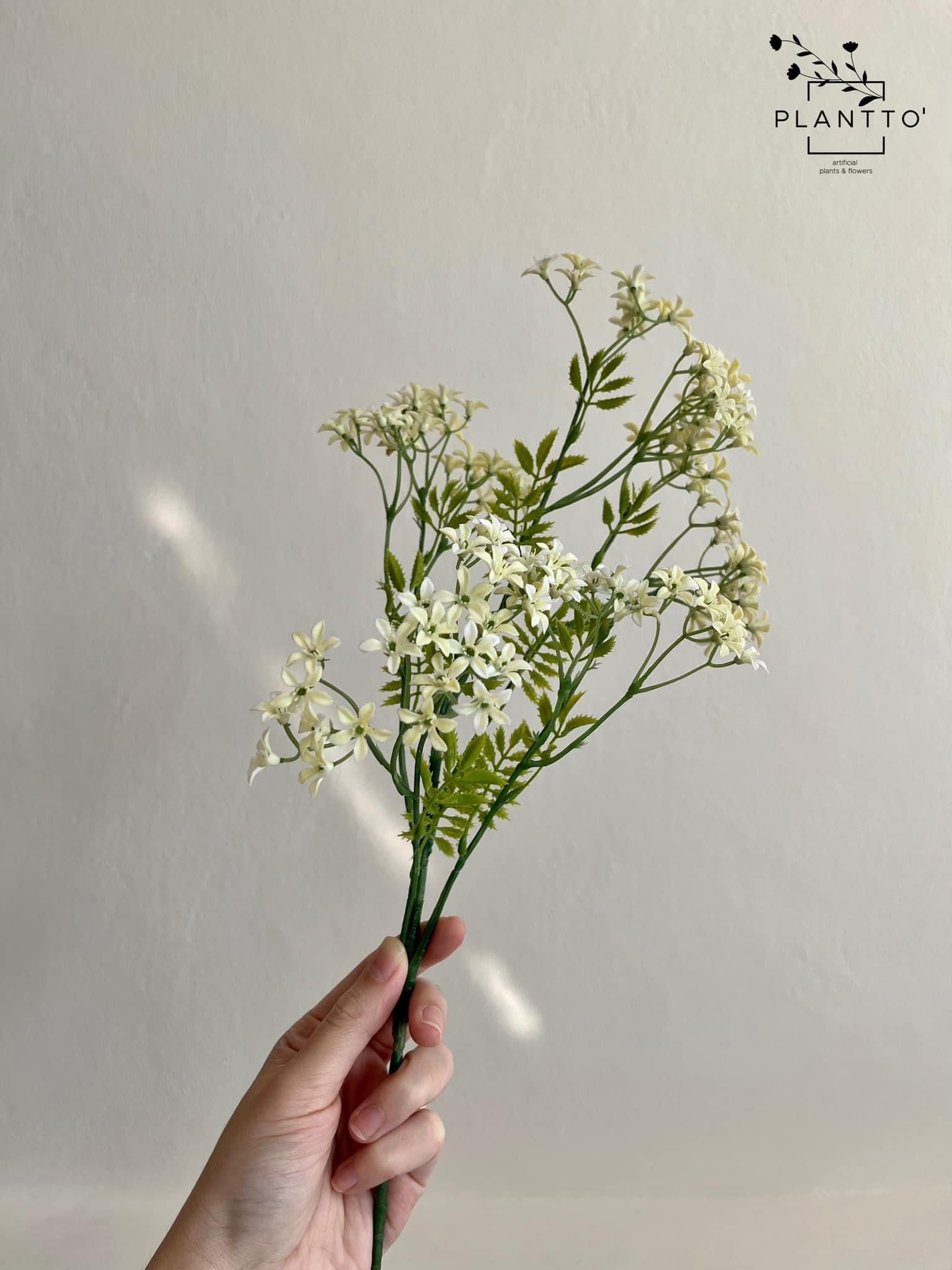 Charming Gypsophila (ก้าน)