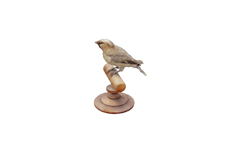 Pájaro (sample)