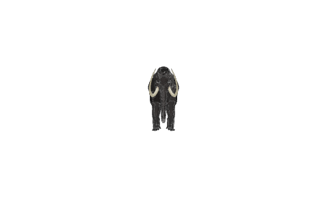wolly mammoth