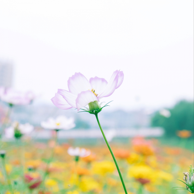 清晨地铁里的纯音乐