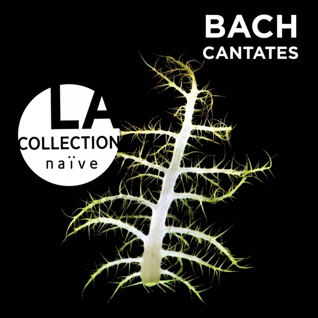 Couverture de Bach: Cantatas