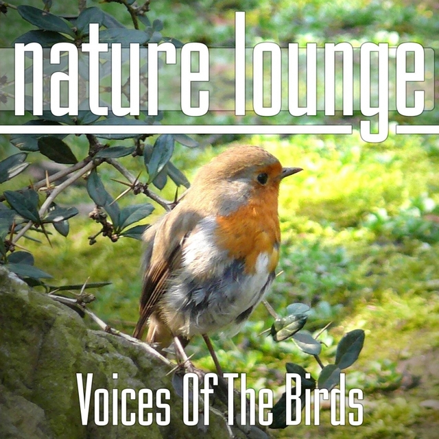 Voices Of The Birds