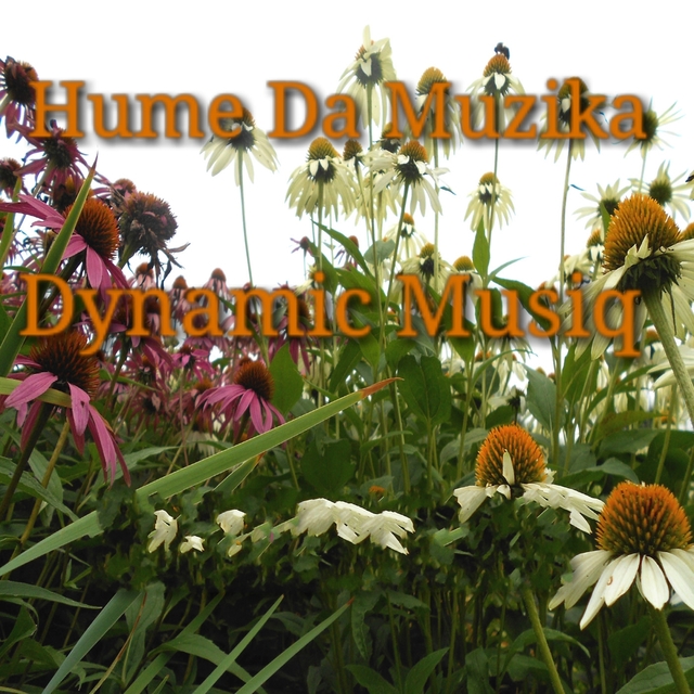 Dynamic Musiq