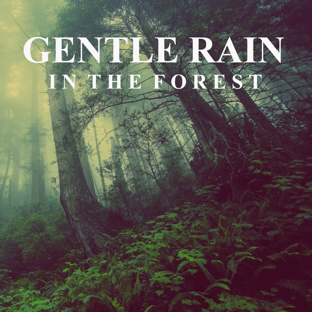 Couverture de Gentle Rain in the Forest