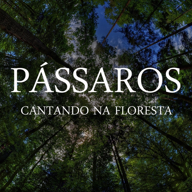 Couverture de Pássaros Cantando na Floresta