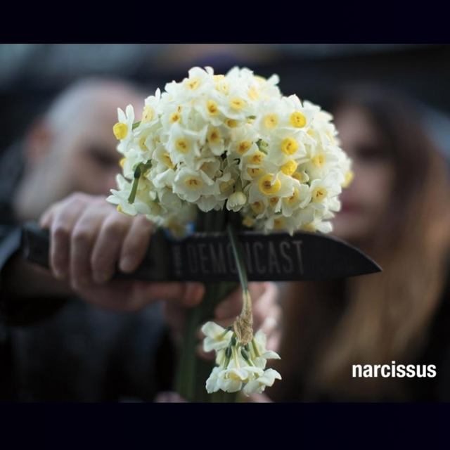 Narcissus