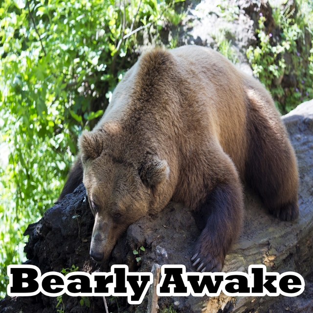 Bearly Awake