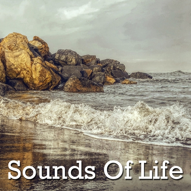 Sounds Of Life