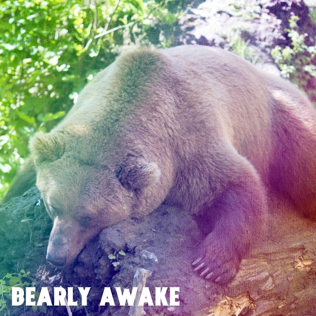 Couverture de Bearly Awake