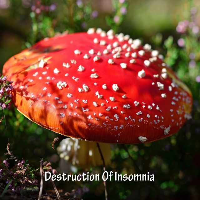 Destruction Of Insomnia