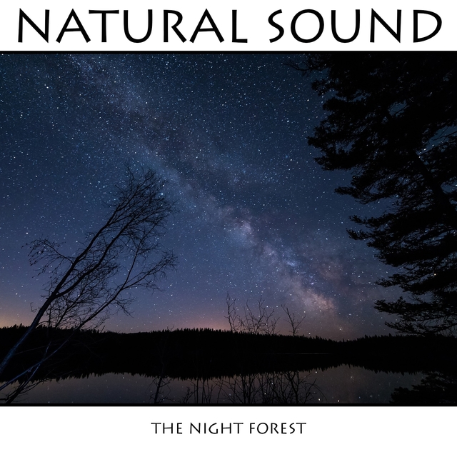 The night forest